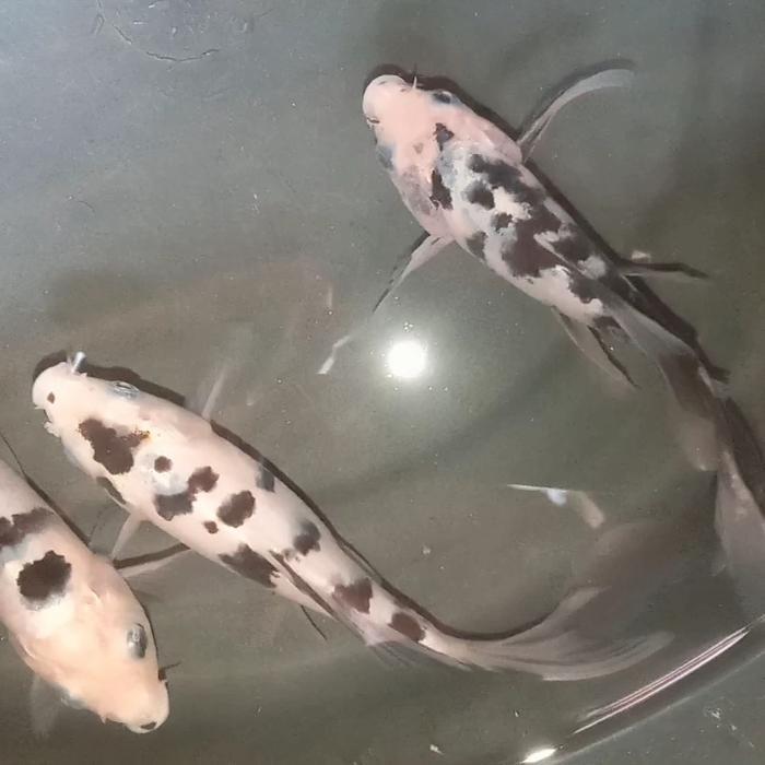 Koi Shiro Kumpay Slayer 14-16Cm Terbaru 