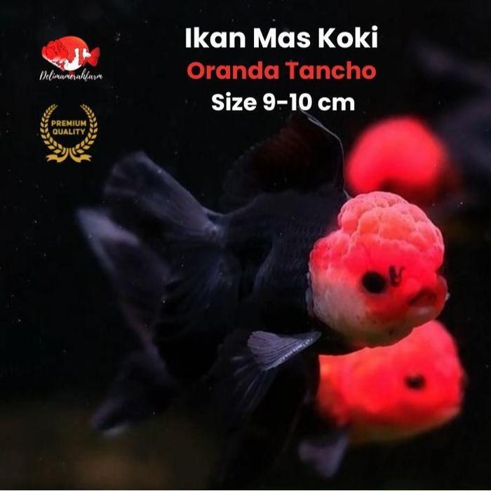 Mas Koki Black Tancho Size 9-10 Cm Premium Quality Terbaru 