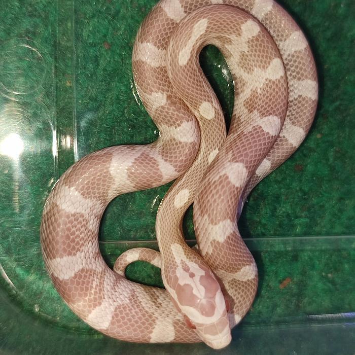 Ready corn snake snow baby sudah tes makan