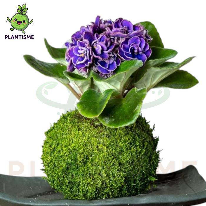Mossball African Violet Saintpaulia Ionantha Violet Afrika Tanaman Bunga Hias Tropis Indoor