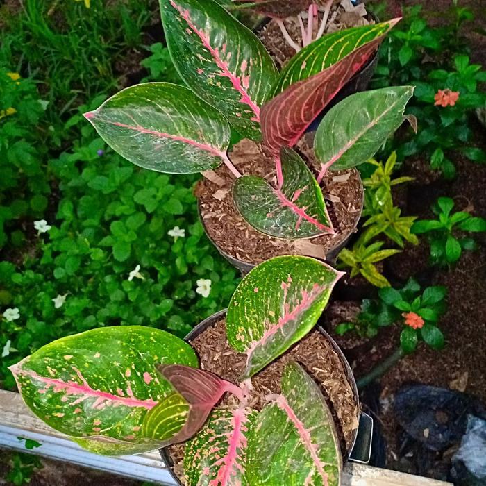 Promo tanaman hias aglaonema adelia