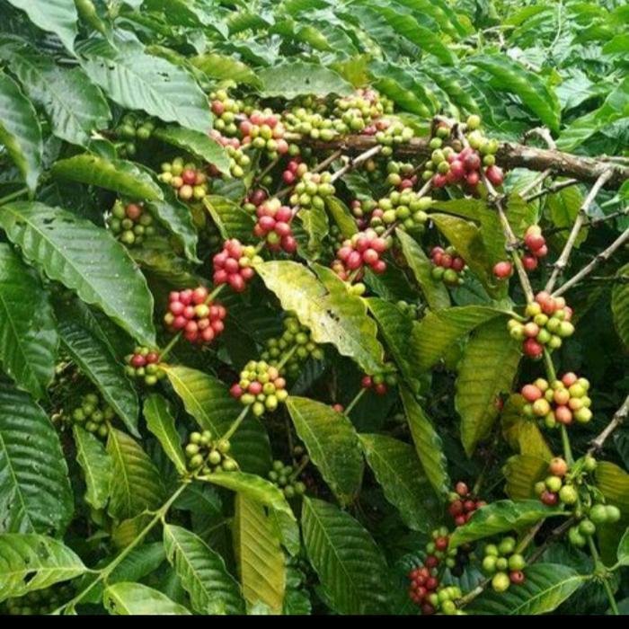 Bibit Kopi Arabika/ Bibit Pohon Kopi Arabika 40Cm Unggul
