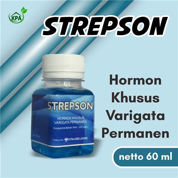 uikb Strepson Hormon Varigata Tanaman Permanen