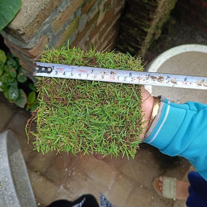 tanaman rumput Jepang 1 meter.