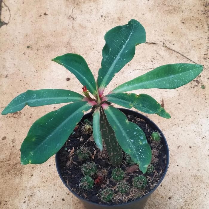 ORIGINAL euphorbia viguieri from seed size besar READY STOCK