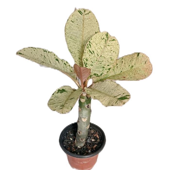 kamboja varigata - tanamanhias plumeria kamboja varigata - tanaman plumeria - tanaman varigata putih