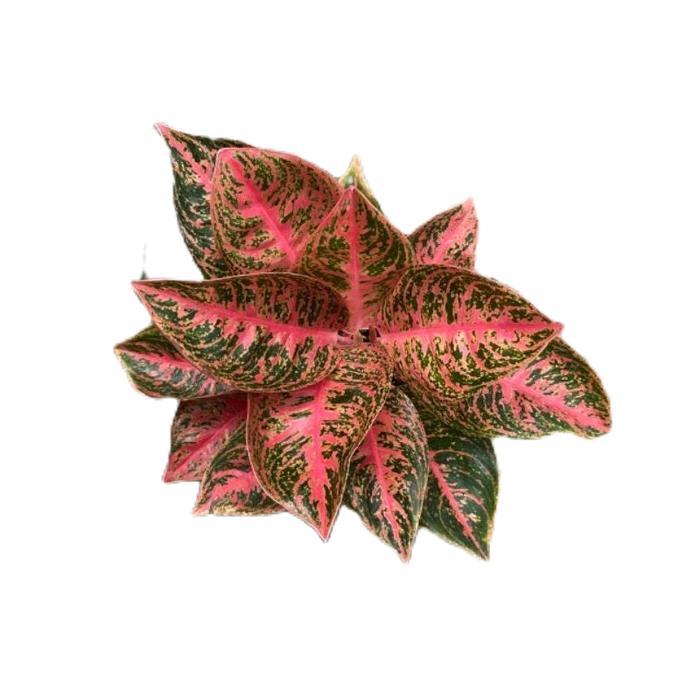 aglonema reanita dewasa - tanamanhias aglonema reanita - tanaman aglonema Hijau