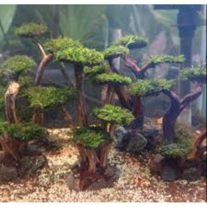 bonsai jamur mini untuk aquascape / akuarium