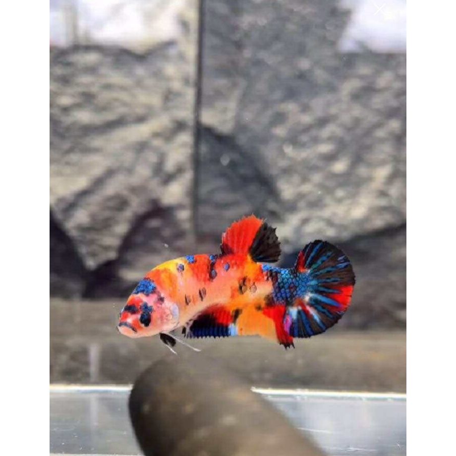 ikan hias cupang multi colour indukan dan bahanan