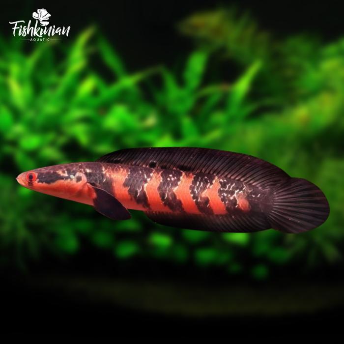 READY STOCK IKAN CHANNA MARU RED BARITO GRADE A