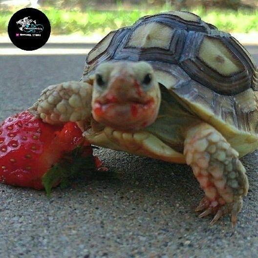 REDAY Terlaris KURA KURA SULCATA KURA KURA DARAT SULCATA BABY SULCATA SEHAT NO MINUS 8-9CM Promo