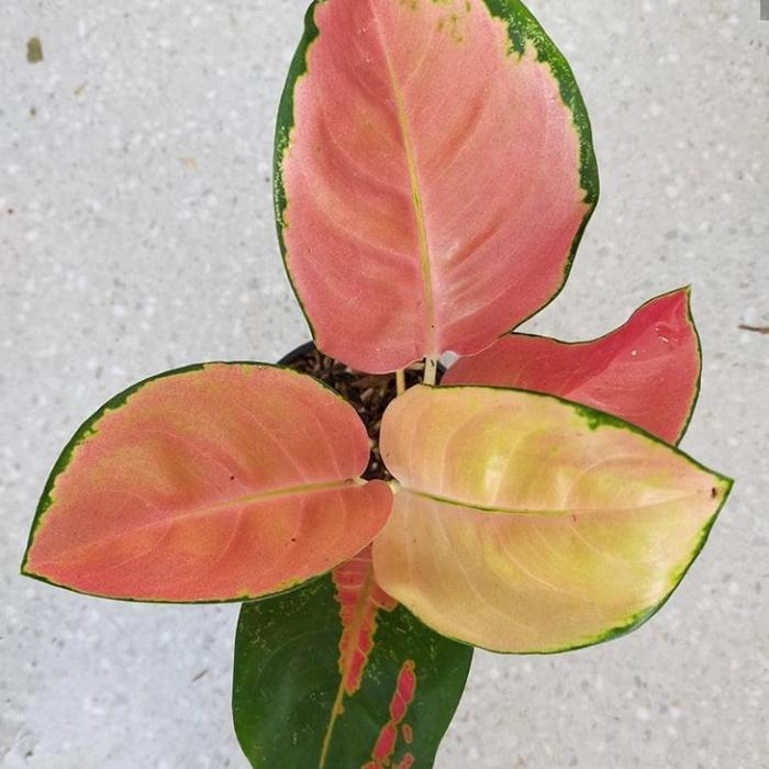 New Aglonema Ebony - tanaman aglonema