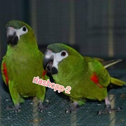 burung hans macaw sepasang dewasa mapan siap produksi