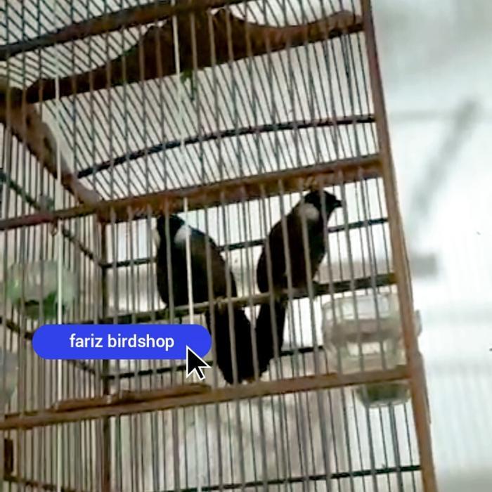 burung poksay hongkong sepasang