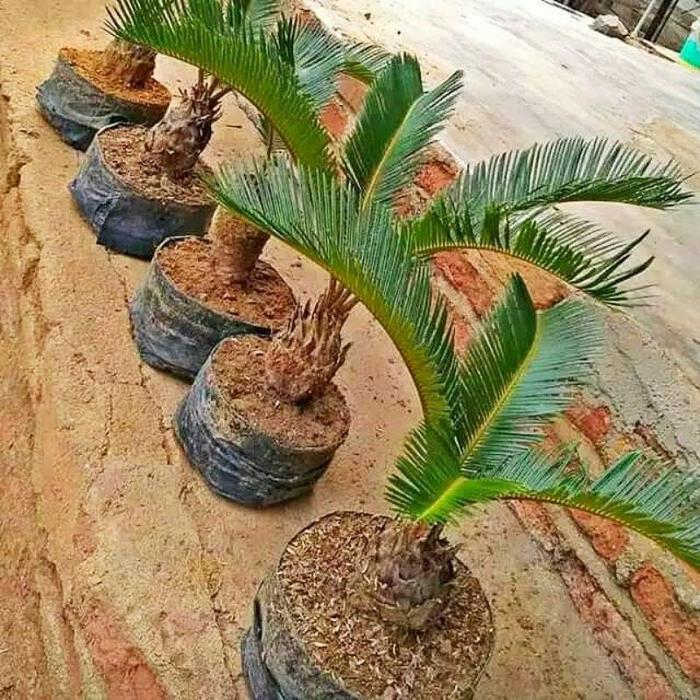 Tanaman Hias Palem Sikas Mawar Jambe Dewasa / Tanaman Hidup Palm Sikas Pohon Palem Sikas Mawar Jambe
