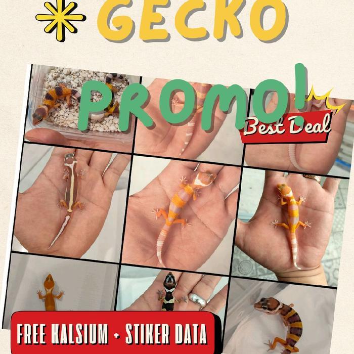 Premium Baby Leopard Gecko Promo, Limited Stock Original