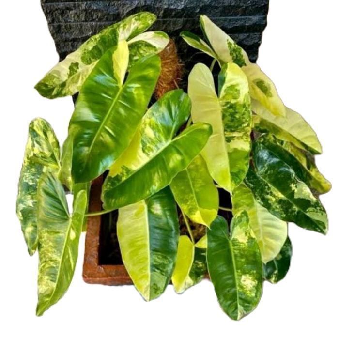 tanamanhias burlemax varigata - philo burlemak brekele varigata - tanaman brekele varigata Daun