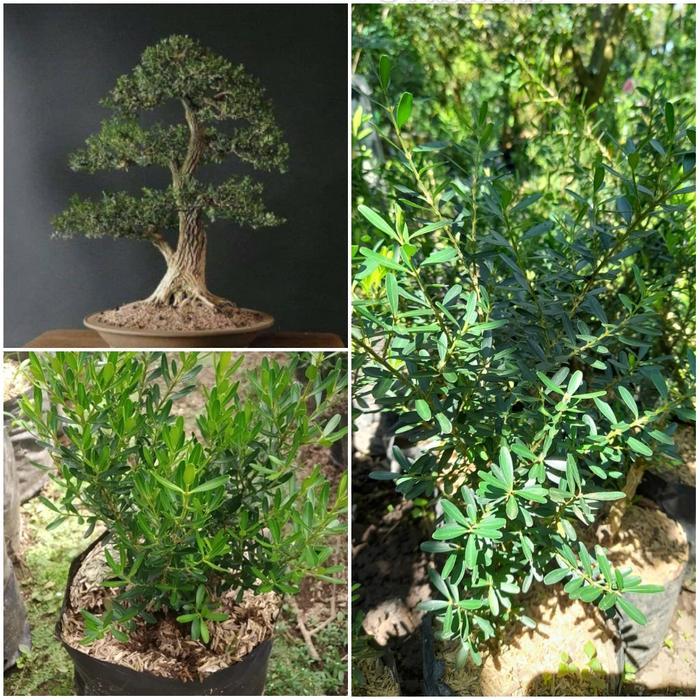 Tanaman Boksus / Buxus / Bahan Bonsai Buxus / Buxus Sempervirens