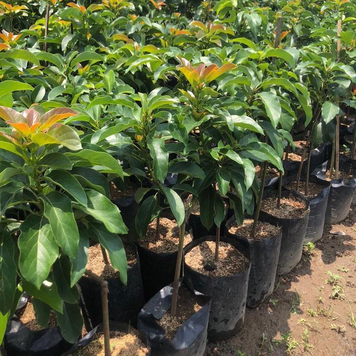 Bibit Alpukat Miki,Aligator,Kelud,Markus,Markus,Redvi