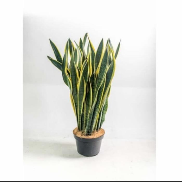 Tanaman Hias Lidah Mertua Bangkok / Sansiviera Rimbun + Pot Hitam 30Cm