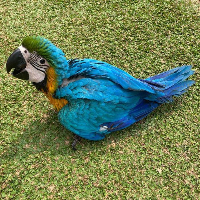 Blue and Gold Macaw Parrot Burung Paruh Bengkok