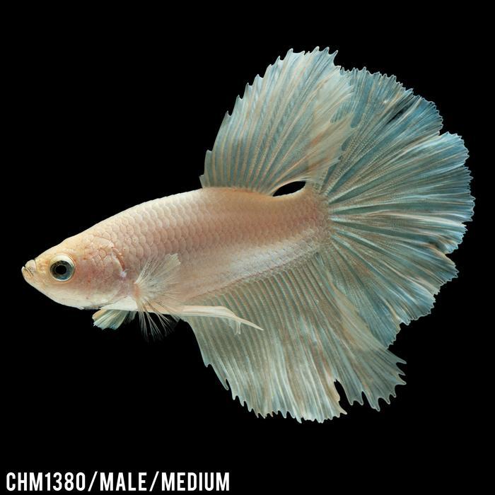 New Betta Halfmoon Platinum White Feather Tail / Cupang Platinum Putih