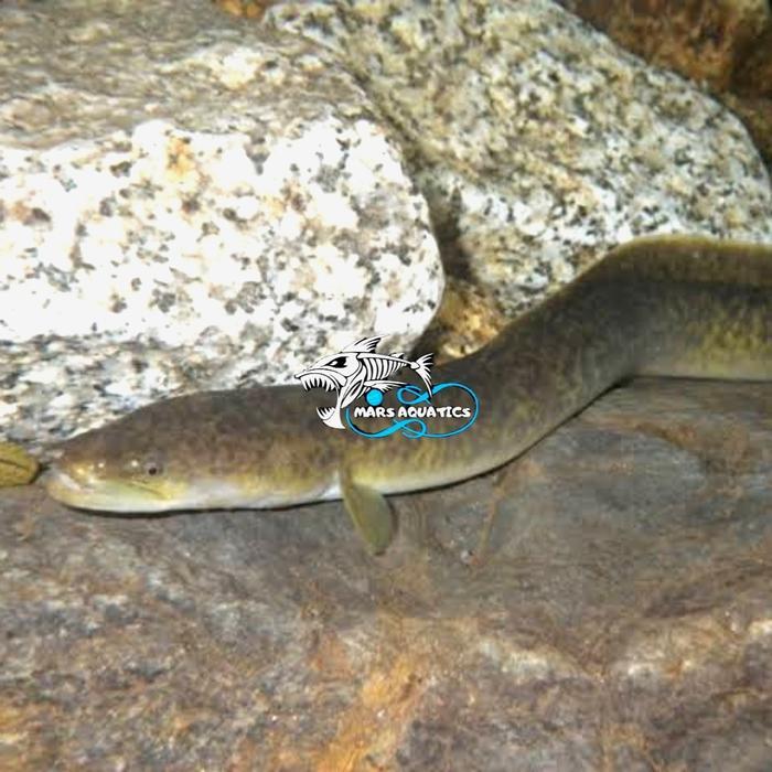 REDAY Terlaris IKAN HIAS ANGUILLA SIDAT TANKMATE AQUASCAPE Promo Murah