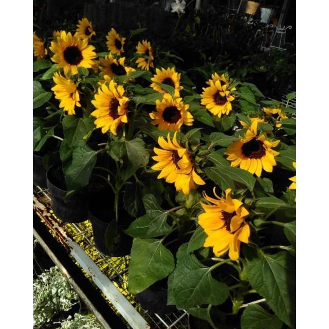 Bunga MATAHARI SUNFLOWER - Bibit Tanaman Hidup Bunga Hias Matahari Siap Berbunga - Bibit Bunga