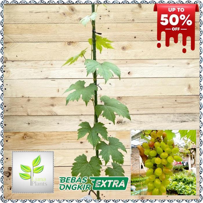 TERBARU paket 6 bibit anggur import - bibit anggur unggul - bibit buah anggur