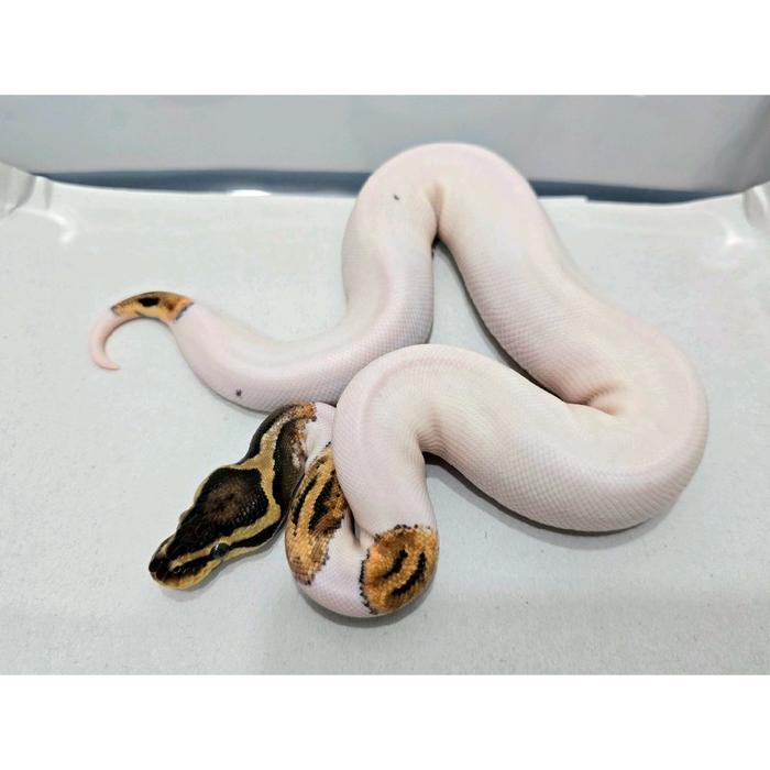 Ready Ball Python Pastel Pied Super Cakep