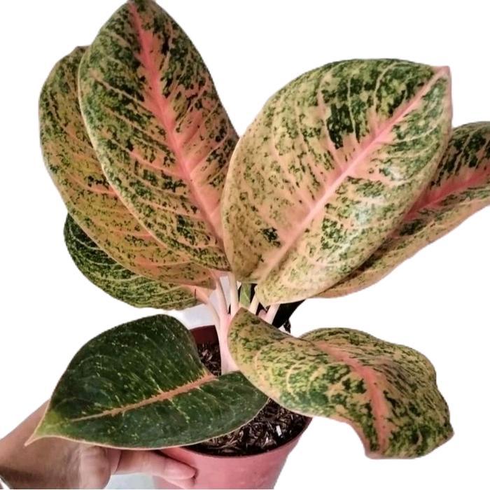 aglonema Harley Queen lokal - tanaman aglonema harley queen - tanamanhias aglonema - daun hiasan