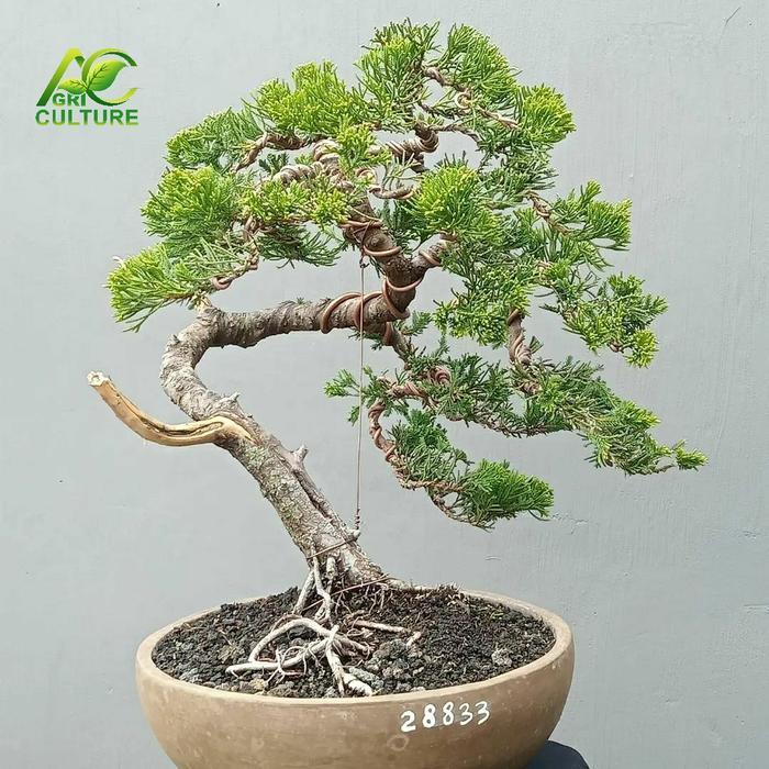 tanaman cemara sinensis bahan bonsai