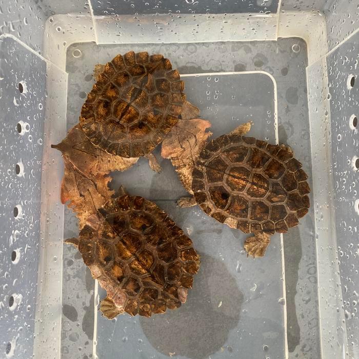 REDAY Terlaris KURA MATA MATA VENEZUELA MATAMATA TURTLE KURAKURA MATA Promo Murah