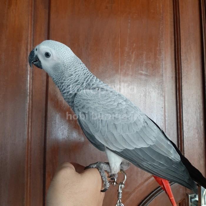 baby afgrey parrot / African grey jinak