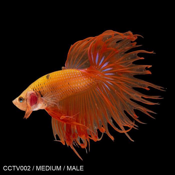 Ready Cupang Hias Serit Kuning / Yellow / Betta Fish Crowntail / Male