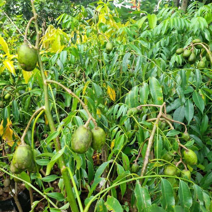 SALE Pohon buah kedongdong berbuah tiingi 1,5meter