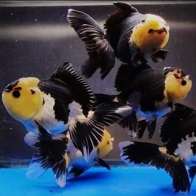 Ikan Mas Koki Oranda Panda Koki Panda Terbaru 