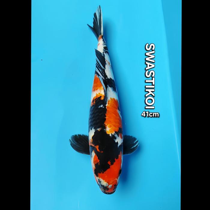 Ikan Koi Blitar Showa Jumbo 41Cm Terbaru 