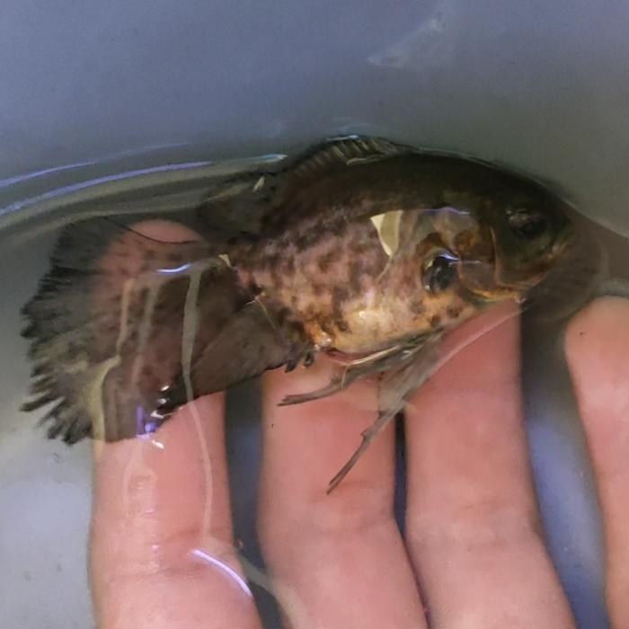 Ikan Oscar Longfin Import Tiger Slayer Ikan Hias Tankmate