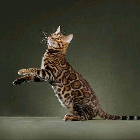 Ready SJ JUAL ANAKAN KITTEN BENGAL