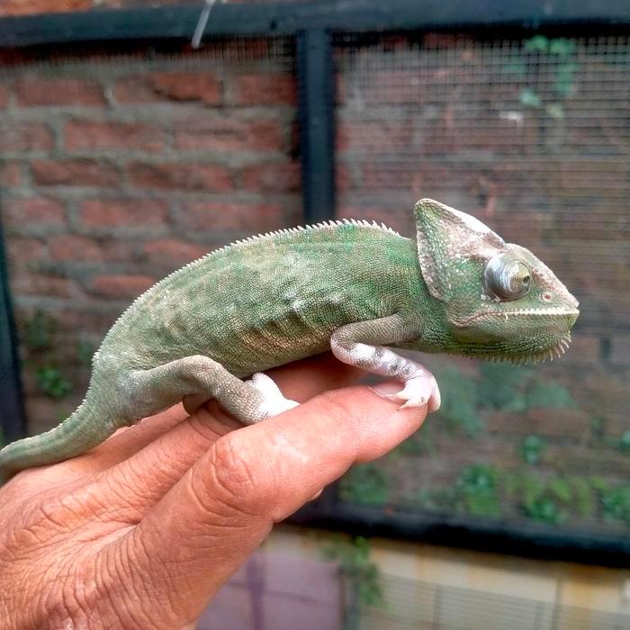 SIAP KIRIM chameleon veiled hasil penangn bandung