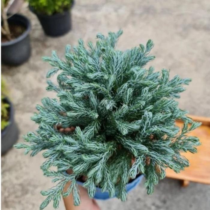 READY Tanaman hias Cemara perak/cemara silver/Cemara perak