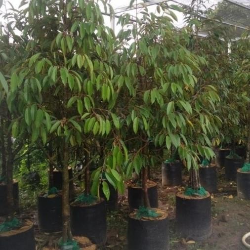 pohon durian besar - tinggi 2 meter sampe 2.5 meter