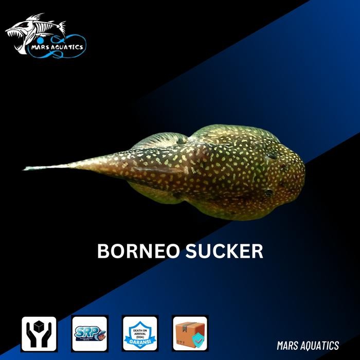 Ready Ikan Hias Ikan Borneo Sucker Gastromyzon Hillstream Loach Ikan Hias