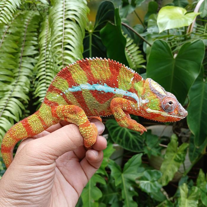 REDAY Terlaris Chameleon Panther Ambilobe Promo Murah