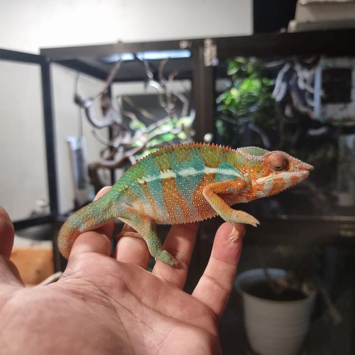 REDAY Terlaris Panther chameleon ambilobe male juve Promo Murah