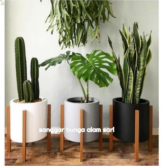 Bisa Gosend Paket Tanaman Hias Indoor Outdoor 3 Pcs + Pot Putih Teracota/Teraso Semen Awet