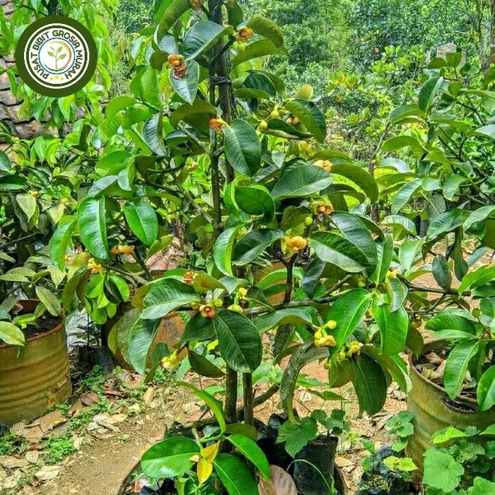 bibit manggis okulasi asli indukan sudah buah