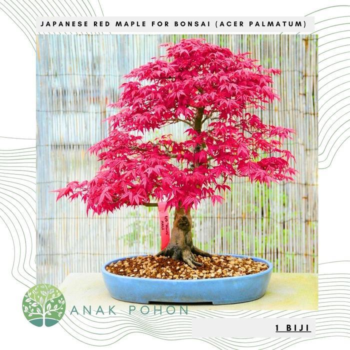 Benih Bibit Biji - Japanese Red Maple Irohamomiji (Acer palmatum) Pohon Eksotis Tree Seeds - IMPORT