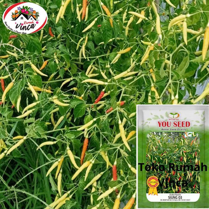 READY Benih Bibit Tanaman Cabe Rawit Putih Setan tipe Patalan SIUNG 03 dari cap You Seed isi 10 gram
